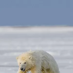 Spring cub Polar bear (Ursus maritimus) jumping from newly forming pack ice, Arctic coast