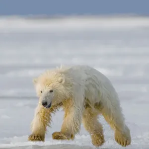 Spring cub Polar bear (Ursus maritimus) jumping from newly forming pack ice, Arctic coast Spring cub Polar bear (Ursus maritimus) jumping from newly forming pack ice, Arctic coast