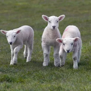 Spring lambs in meadow, UK, April