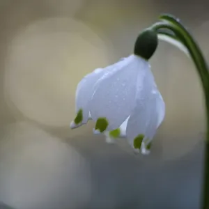 Blauer Knabberblume (Leucojum vernum), mit Bokeh-Effekt, Vosges im Frankreich März Blauer Knabberblume (Leucojum vernum), mit Bokeh-Effekt, Vosges im Frankreich März