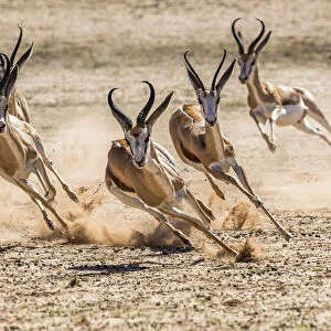 Springbok (Antidorcas marsupialis) herd fleeing predator, Kgalagadi Transfrontier Park