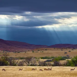 Springbok (Antidorcas marsupialis) herd in grassland after rain, Palmwag Conservancy, Damaraland, Namibia Springbok (Antidorcas marsupialis) herd in grassland after rain, Palmwag Conservancy, Damaraland, Namibia