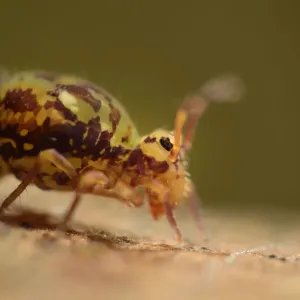 Springtail Print on Oak Leaf, Germany Springtail Print on Oak Leaf, Germany