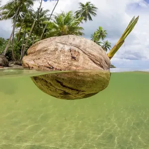 A sprouting coconut floating near the shore, Yap, Micronesia print A sprouting coconut floating near the shore, Yap, Micronesia print