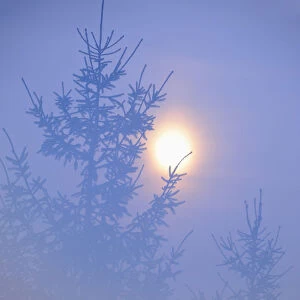 Spruce with full moon shining through fog, Piatra Craiului National Park, Transylvania