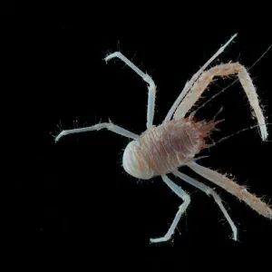 Squat lobster (Galathea sp. ) from coral sea mount