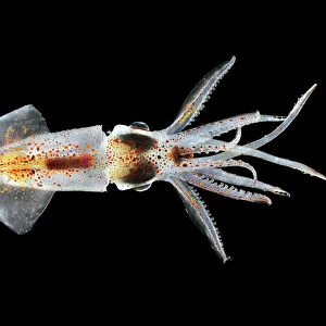 Squid (Abraliopsis atlantica) deep sea species from Atlantic Ocean off Cape Verde