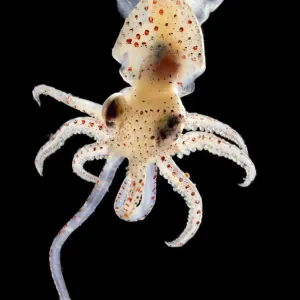 Captive Print of Deep Sea Squid from Atlantic Ocean off Cape Verde