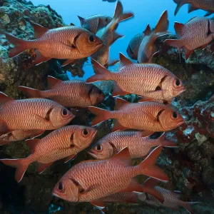 Squirrelfish Print: A Shoal of Fish Amongst Rocks Squirrelfish Print: A Shoal of Fish Amongst Rocks
