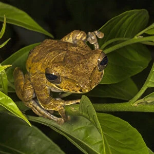 Sri Lanka whipping frog / Hour-glass tree-frog (Polypedates cruciger), Deniyaya, Sri Lanka