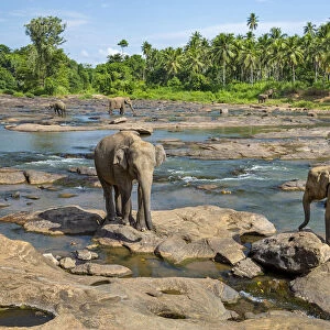 Sri Lankan elephants (Elephas maximus) Indian elephant subspecies, Pinnawala village