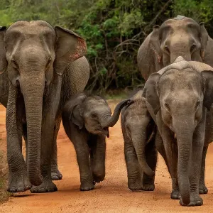 Tres elefantes de Sri Lanka (Elephas maximus maximus) con dos crías caminando por una carretera forestal, Parque Nacional Yala, Provincias del Sur y Uva, Sri Lanka. Tres elefantes de Sri Lanka (Elephas maximus maximus) con dos crías caminando por una carretera forestal, Parque Nacional Yala, Provincias del Sur y Uva, Sri Lanka.