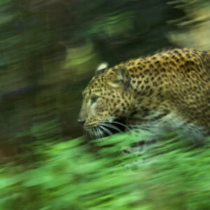 Sri Lankan Leopard (Panthera pardus kotiya) soft focus running, captive