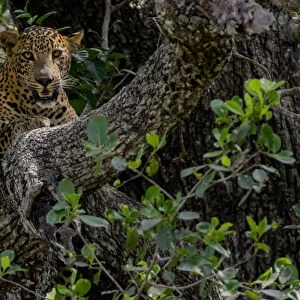 Sri Lankan leopard (Panthera pardus kotiya) Yala National Park, Southern Province