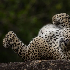 Sri Lankan leopard (Panthera pardus kotiya) rolling on its back, Yala National Park
