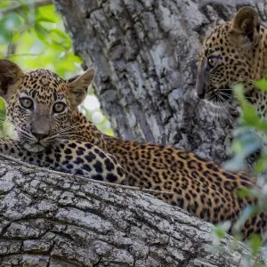 Sri Lankan leopard (Panthera pardus kotiya) cub in tree, Yala National Park, Southern Province Sri Lankan leopard (Panthera pardus kotiya) cub in tree, Yala National Park, Southern Province