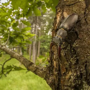 Stag Beetle Print on Oak Tree, Italy Stag Beetle Print on Oak Tree, Italy