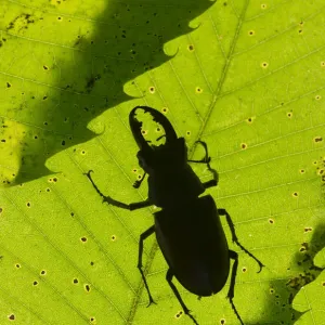 Stag Beetle Print (Lucanus cervus) in Green