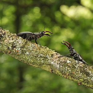 Stag beetle (Lucanus cervus) two males displaying aggressive behaviour on oak tree