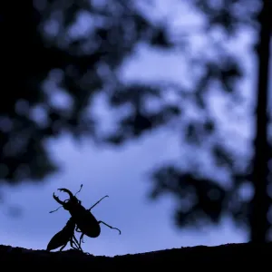 Stag Beetle Print: Males Fighting at Dusk in Oak Wood Stag Beetle Print: Males Fighting at Dusk in Oak Wood