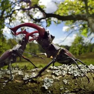 Un scarabée des bois (Lucanus cervus) mâles se battent sur une branche d'if, Elbe, Allemagne, juin. Un scarabée des bois (Lucanus cervus) mâles se battent sur une branche d'if, Elbe, Allemagne, juin.