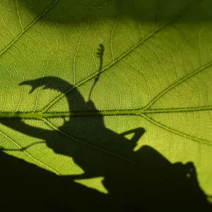 Stag Beetle Silhouette Print