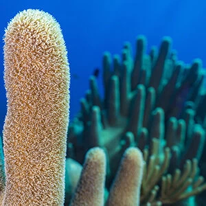 A stand of Pillar coral (Dendrogyra cylindrus) growing on a coral reef, East End