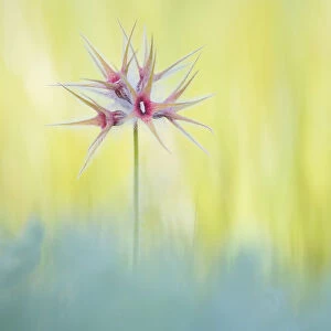 Star clover (Trifolium stellatum). Cyprus. April