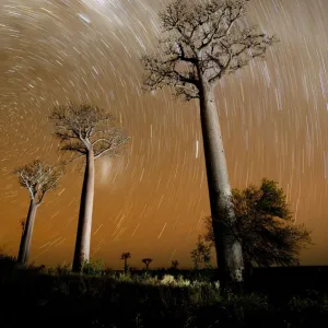 Star trails above Baobab trees (Adansonia za) at night, Zombitse National Park, Madagascar