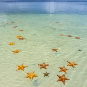 Playa Estrella, con muchas estrellas de mar en el mar poco profundo (Asteroidea) Isla Colon. Playa Estrella, con muchas estrellas de mar en el mar poco profundo (Asteroidea) Isla Colon.