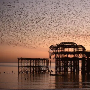 Starling (Sturnus vulgaris) murmuration at sunset, West Pier, Brighton, England, UK