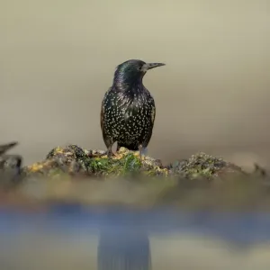 Starling (Sturnus vulgaris). Shetland Islands, Scotland, UK, September Starling (Sturnus vulgaris). Shetland Islands, Scotland, UK, September