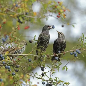 Starling Print: Blackthorn Sloe Eater, Warwickshire Starling Print: Blackthorn Sloe Eater, Warwickshire