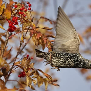 Starling (Sturnus vulgaris) taking off from Rowan tree with berries, Porvoo, Finland