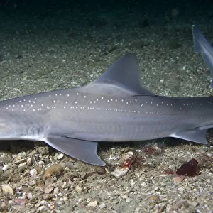 Starry smooth-hound shark (Mustelus asterias) resting on seabed, Channel Isles, UK