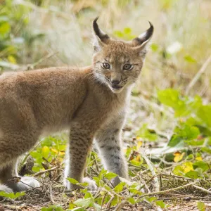 Startled Eurasian lynx (Lynx lynx) kitten, aged eight weeks