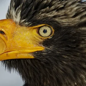 Stellers Eagle (Haliaeteus pelagicus) close up of head and beak, Hokkaido, Japan