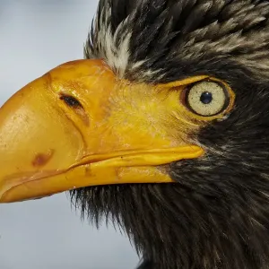 Steller's Eagle Print, Close-up Head and Beak Steller's Eagle Print, Close-up Head and Beak