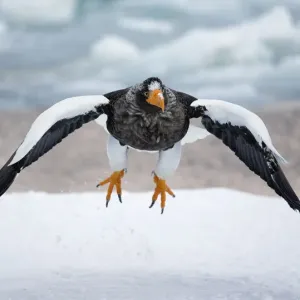 Stellers Eagle (Haliaeteus pelagicus) in flight over snow, Hokkaido, Japan, February Stellers Eagle (Haliaeteus pelagicus) in flight over snow, Hokkaido, Japan, February