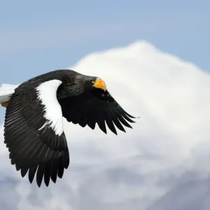 Stellers Eagle (Haliaeteus pelagicus) flying past snowy mountain peak, Hokkaido Stellers Eagle (Haliaeteus pelagicus) flying past snowy mountain peak, Hokkaido