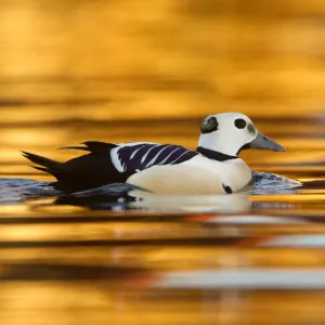 Stellers Eider (Polysticta stelleri) male swimming, Varangerfjord, Norway, April