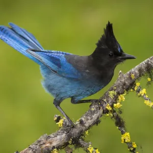 Steller's Jay Print: Perched on Branch, British Columbia