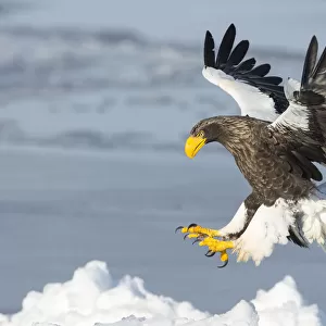 Stellers Sea Eagle (Haliaeetus pelagicus) landing, Hokkaido, Japan. February