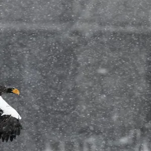 Stellers sea eagle (Haliaeetus pelagicus) flying through snow storm, Hokkaido