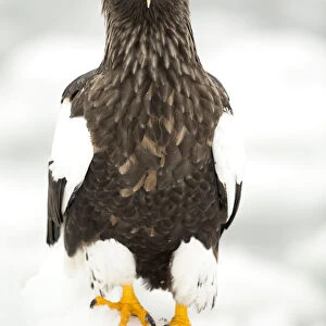 Stellers sea eagle (Haliaeetus pelagicus) on snowy ground, Japan, February