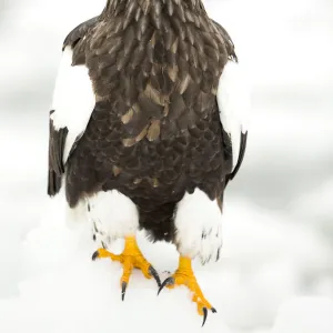 Stellers sea eagle (Haliaeetus pelagicus) on snowy ground, Japan, February