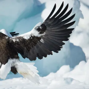 Stellers sea-eagle (Haliaeetus pelagicus) landing on pack ice, Hokkaido, Japan