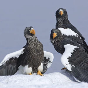 Stellers sea eagle (Haliaeetus pelagicus) three eagles beside Lake Kuril, Kamchatka
