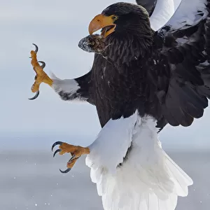 Stellers Sea Eagle (Haliaeetus pelagicus) with prey in beak in mid-air, Hokkaido