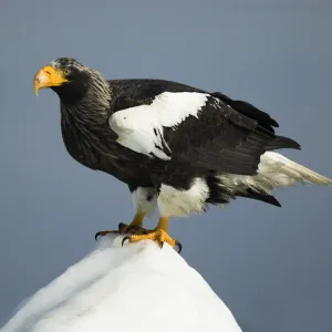 Stellers sea eagle, (Haliaeetus pelagicus), on sea pack ice, Okhotsk Sea, Rausu